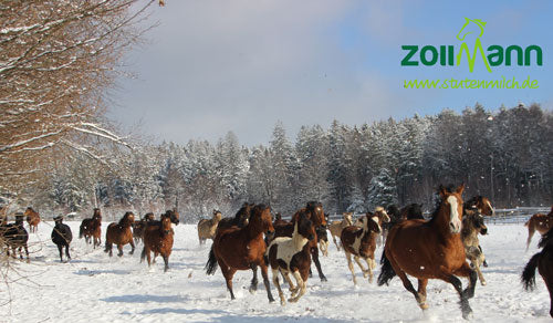 Stuten und Fohlen im Schnee