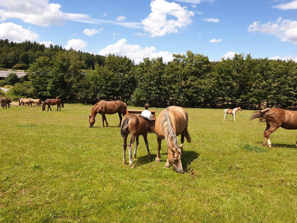 Be Flügelt auf unserer Stutenweide